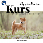 PREMIUM-Kurs Der Verlässliche Junghund