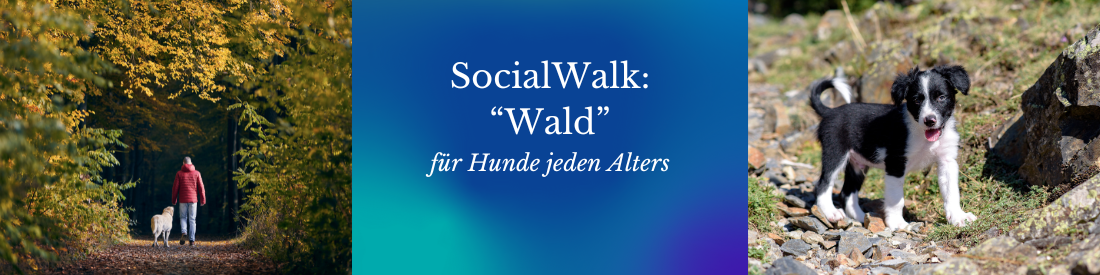 SocialWalk „Wald“ – Naturnahe Begegnungen für Hunde jeden Alters