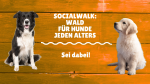 SocialWalk „Wald“ – Naturnahe Begegnungen für Hunde jeden Alters