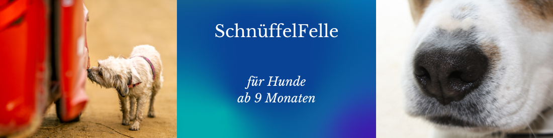 SchnüffelFelle – Nasenarbeit mit Köpfchen