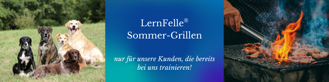 LernFelle®-Sommer-Grillen