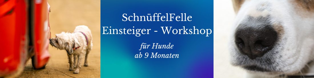 SchnüffelFelle - EinsteigerWorkshop