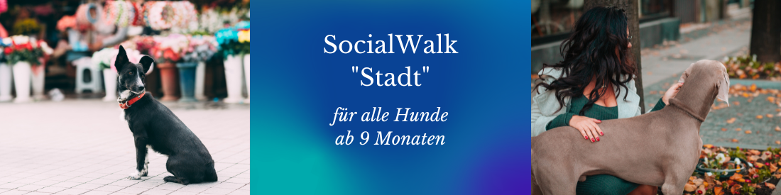SocialWalk: Stadt für alle Hunde ab 9 Monaten