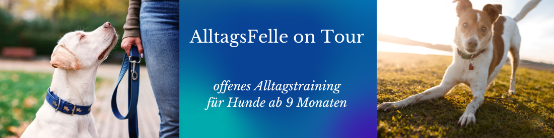 AlltagsFelle on Tour
