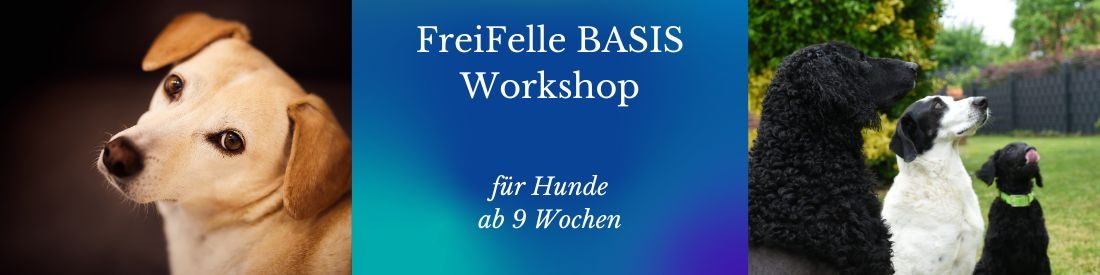 FreiFelle - BASIS - Workshop