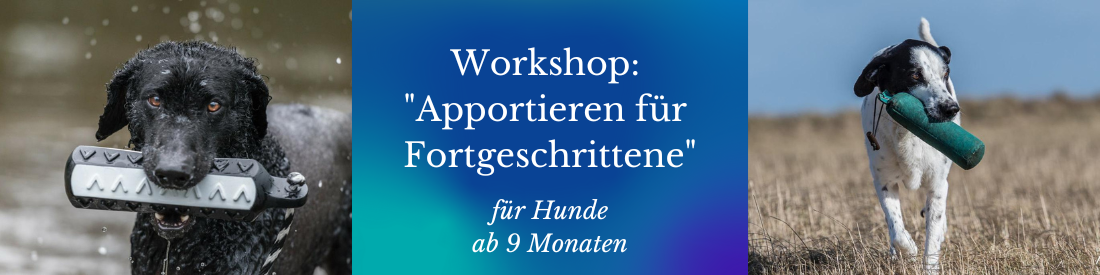 Workshop: Apportieren - FORTGESCHRITTENE