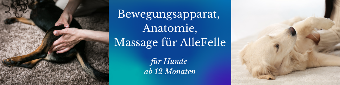 Workshop: Bewegungsapparat, Anatomie, Massage für AlleFelle
