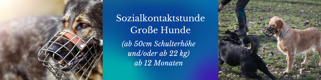 Sozialkontaktstunde für große Hunde (ab 50 cm Schulterhöhe und/oder ab 22kg)