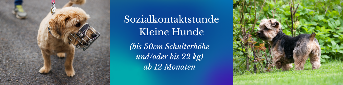 Sozialkontakt für kleine Hunde (bis 50 cm Schulterhöhe und/oder bis 22kg)