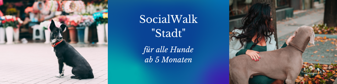 SocialWalk: Stadt für alle Hunde ab 5 Monaten