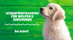 Leinenführtraining für Welpen und Junghunde (9 Wo. bis 8 Mo.)