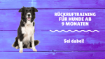 Rückruftraining für den Alltag und alle Hunde