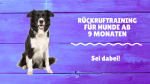 Rückruftraining für Hunde ab 9 Monaten