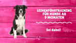 Leinenführtraining für Hunde ab 9 Monaten