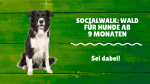 SocialWalk: Wald für Hunde ab 9 Mo. 