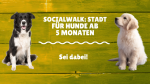 SocialWalk: Stadt für Hunde ab 5 Mo. (Junghunde und erw. Hunde)