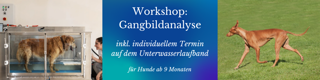 Workshop: Gangbildanalyse beim Hund inkl. Unterwasserlaufband