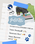 Schnuppertraining: GolfFelle